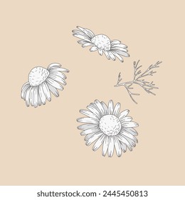 Chamomile flowers. Camomile medicinal plant, herbal medicine and ingredient for tea or natural skincare beauty products. Floral vector illustration in sketch style