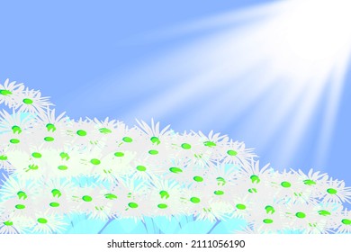 Chamomile flowers close up. Beautiful nature scene with flowers. Dark background.