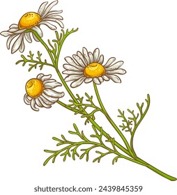 Chamomile Flowers Colored Detailed Illustration.