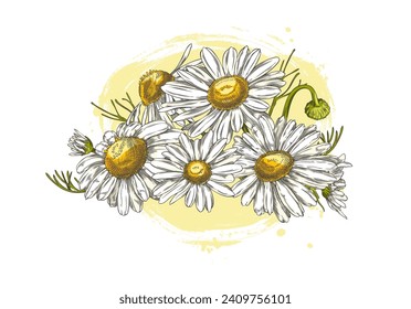 Chamomile flowers composition for herbal medicine and cosmetic products or textile prints, hand drawn sketch style vector illustration isolated on white background.