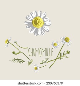 chamomile flowers decoration set, vector illustration