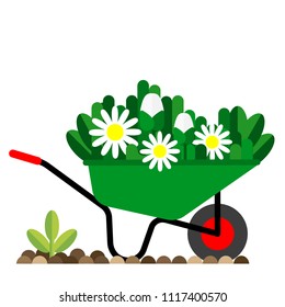 Chamomile flowers in a garden wheelbarrow, garden vector icon, flat style.