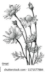 Chamomile flowers hand draw vintage clip art isolated on white background