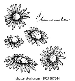 Chamomile flowers, hand drawn vector