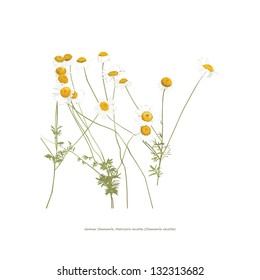 Chamomile flowers illustration on white