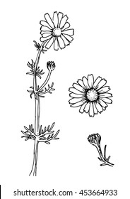 Chamomile flowers and inflorescence. Matricaria recutita, Chamomilla recutita. Vector. Daisy icon. Medicinal herbs.Hand drawn officinale plants. Botanical sketch. 