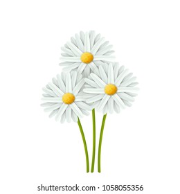 Chamomile flowers, isolated.
