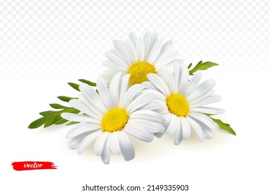 Chamomile flowers isolated on transparent background. Realistic vector illustration of chamomile flowers. - Shutterstock ID 2149335903