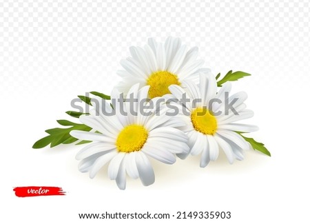 Chamomile flowers isolated on transparent background. Realistic vector illustration of chamomile flowers. ストックフォト © 