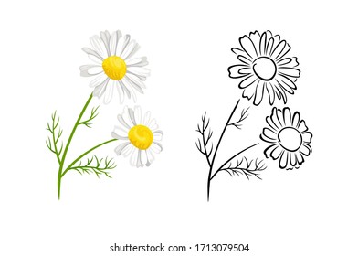 Chamomile flowers isolated on white background. Vector color illustration of  blooming plant in cartoon flat style and black and white outline. Herbs Icon. White daisy flowers with green leaves.
