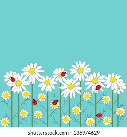 Chamomile flowers with a ladybirds on a blue backgroun 
