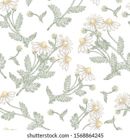 Chamomile flowers and leaves seamless pattern. Medical gerbs hand drawn. Vector illustration vintage.