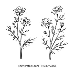 Chamomile flowers, line art drawing. Daisy wild flowers, outline floral design elements isolated on white background, vector illustration. Hand drawn flowers, buds and leaves