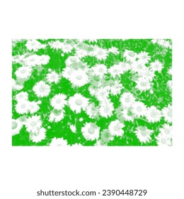 Chamomile flowers, many buds with white petals from green circles dots of different sizes on white background