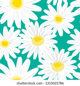 Chamomile flowers on a aqua background. 