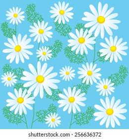 Chamomile Flowers On A Blue Background. Seamless Vector Illustrations. Chamomile Flowers For Sale. Chamomile Flowers Organic. Chamomile Plant. Chamomile Flowers. Chamomile Lawn. Chamomile Classics.