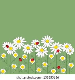 Chamomile flowers on a green background 