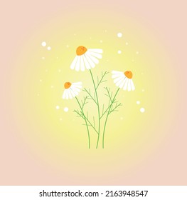 chamomile flowers on a light background. beautiful summer illustration. pattern