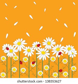 Chamomile flowers on a orange background 