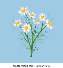 Chamomile. Chamomile flowers on the stem. A daisy in cartoon style. Medicinal plant. Vector illustration