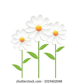 Chamomile flowers on white background. Vector illustration.