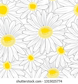 Chamomile flowers on a white background. 