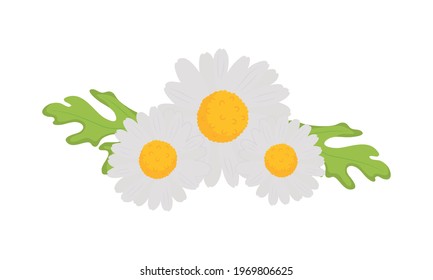 chamomile flowers on white background