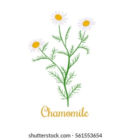 Chamomile flowers and plant. Vector. Design for herbal tea, natural cosmetics, health care products, aromatherapy, homeopathy. For print, wrapping paper, label, poster, spa, logo, price tag, banner