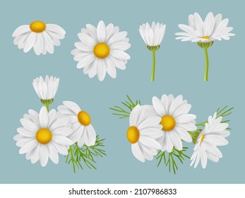 Chamomile flowers. Realistic botanical illustrations natural medical herbal flowers buds of camomile with leaves decent vector 3d pictures set