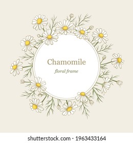 Chamomile flowers round frame, colored line art drawing. Daisy wild flowers outline floral border in gentle pastel colors, white petals, yellow center, green leaves and stems. Vector illustration