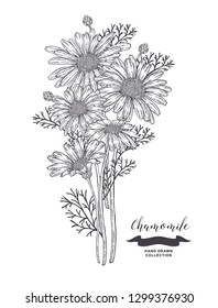 Chamomile flowers. Rustic bouquet design. Medical herbs set. Vector illustration.