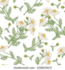 Chamomile flowers seamless pattern. Medical gerbs hand drawn. Vector illustration vintage.