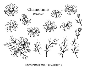 Chamomile Flowers Set. Daisy Wild Flowers, Outline Floral Design Elements Isolated On White Background. Line Art Drawing, Vector Illustration. Hand Drawn Flowers, Buds And Leaves