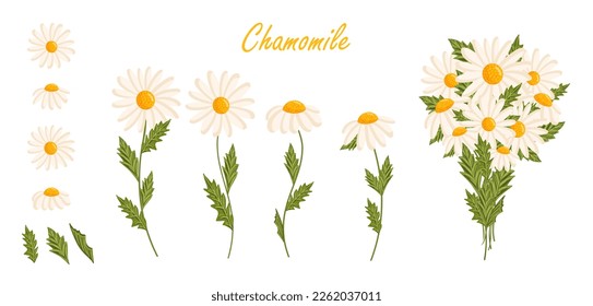 Chamomile flowers set. Floral plants with white petals. Botanical vector illustration isolated on white background.