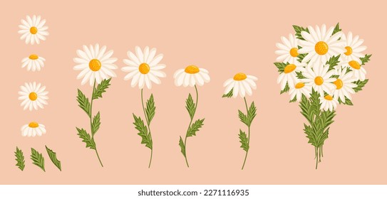 Chamomile flowers set. Floral plants with white petals. Botanical vector illustration on isolated background.