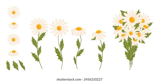 Chamomile flowers set. Floral plants with white petals. Botanical vector illustration isolated on white background.