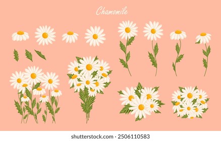 Chamomile flowers set. Floral plants with white petals. Botanical vector illustration on isolated background.