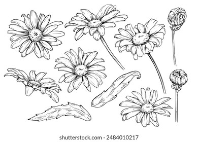 Conjunto de flores de manzanilla dibujo de boceto Vector