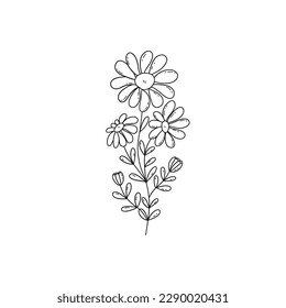 Chamomile flowers. Sprig with three blooming daisies and two buds. Black and white vector doodle style illustration hand drawn. Single floral element