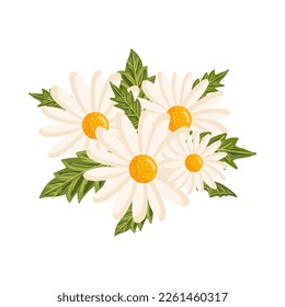 Chamomile flowers and their leaves. Botanical vector illustration isolated on white background for postcard, poster, ad, decor, fabric and other uses.