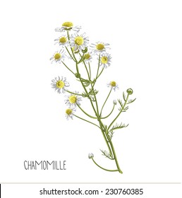 chamomile flowers, vector illustration