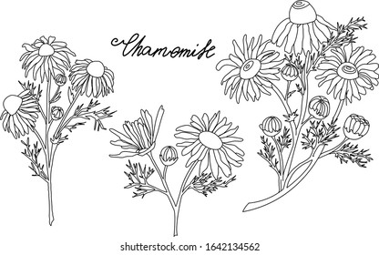 chamomile flowers vector set on white background