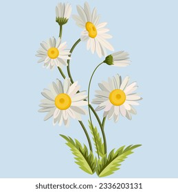 Chamomile flowers white on a blue background