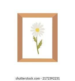 Chamomile in a frame under glass. Wall picture from the herbarium. Beautiful summer sunny flower. Colorful vector isolated illustration hand drawn