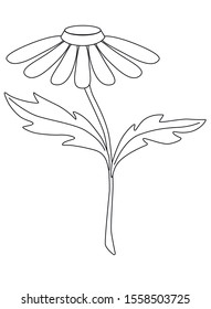 Chamomile. Garden chamomile flower with a stem and two leaves. Decorative camomile for bouquets - vector linear picture for coloring. Outline. Hand drawing. white isolate