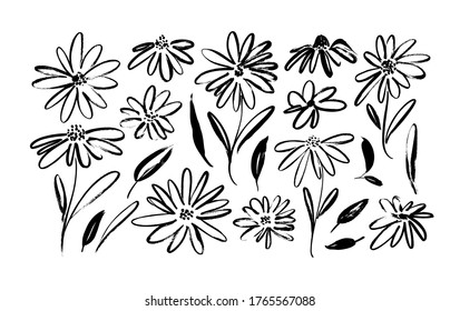 Chamomile hand drawn black paint vector set. Ink drawing flowers and leaves, monochrome artistic botanical illustration. Isolated floral elements, daisy, aster, chrysanthemum. Brush strokes silhouette