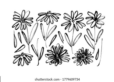 Chamomile hand drawn black paint vector set. Ink drawing flowers, monochrome artistic botanical illustration. Isolated floral elements, daisy, aster, chrysanthemum. Brush strokes outlined clip arts