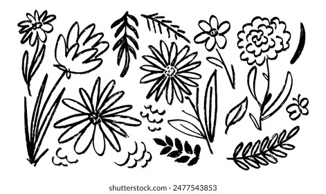 Chamomile hand drawn. Ink drawing wild plants. Flowers, herbs and plants, botanical rough line illustration. Black paint. Daisy Floral elements 