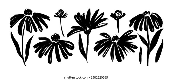 Chamomile hand drawn paint vector set. Ink drawing flowers and plants, monochrome artistic botanical illustration. Isolated floral elements, hand drawn illustration. Brush strokes silhouette.