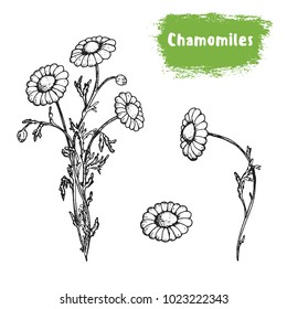 Chamomile hand drawn sketch. Vintage vector illustration. Label or icon for design of package. Retro style image.